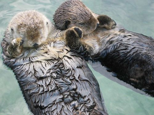 The Heart portal 800px-sea_otters_holding_hands